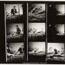 Animal World Contact Sheet