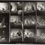 Animal World Contact Sheet