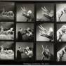Animal World Contact Sheet