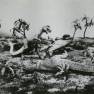Animal World Battle