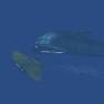 The Flying Sub