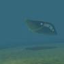 The Flying Sub