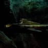 The Nautilus