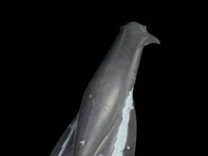 Seaview Prototype